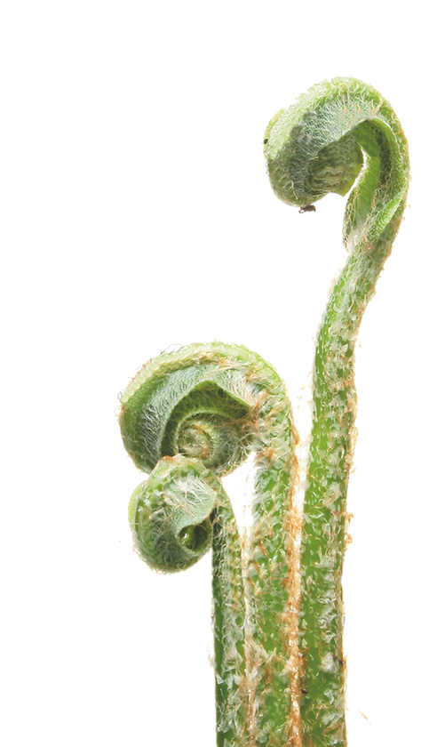 Farn transparenter Hintergrund 1.tif